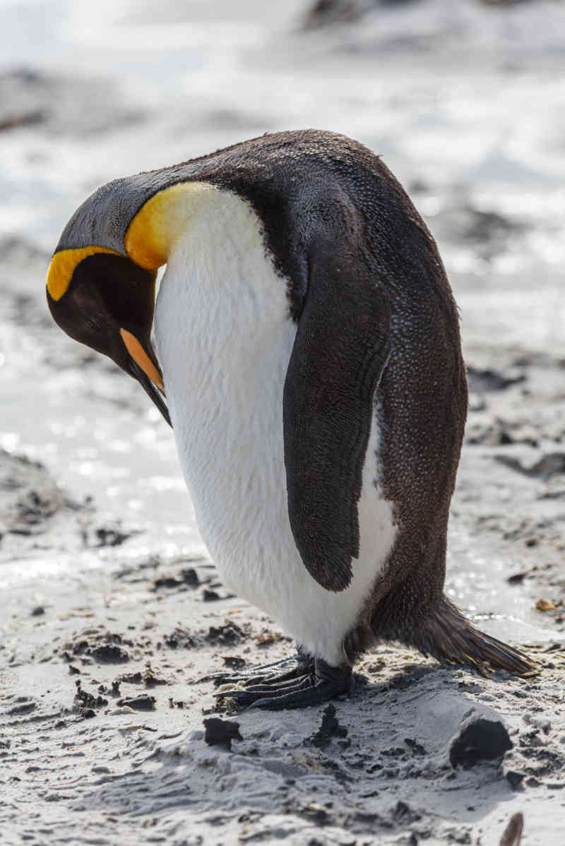 Pingüino Rey - islas Falkland o Malvinas 02.jpg